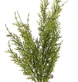 Rama de enebro (Juniperus) 2x ramificado, con 3 manojos de hojas y 16 bayas, 48 cm