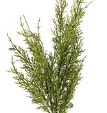 Wacholderzweig (Juniperus) 2x verzweigt, mit 3 Blattbüscheln, (16 Stck.) & 16 Beeren, 48 cm