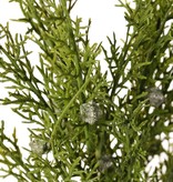 Juniper branch (Juniperus), 2x branched, 3 bunches of leaves, 16 berries, 48 cm