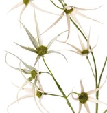 Bloementak 'Spider', 2x vertakt met 17 bloemetjes, geen blad, 70 cm