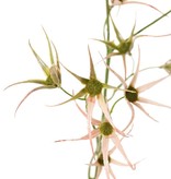 Flower branch 'Spider', 2x branched with 17 flowers, 70 cm