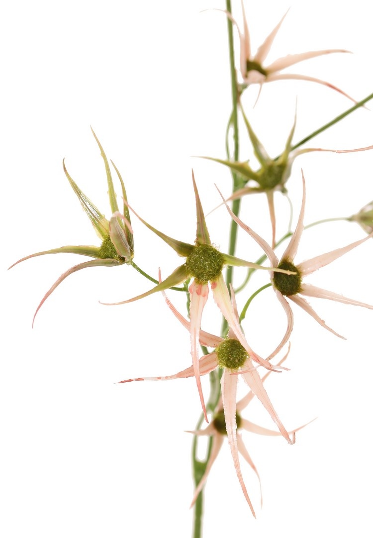 Flower branch 'Spider', 2x branched with 17 flowers, 70 cm