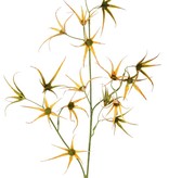 Blumenzweig 'Spider', 2x verzweigt mit 17 Blumen, 70 cm