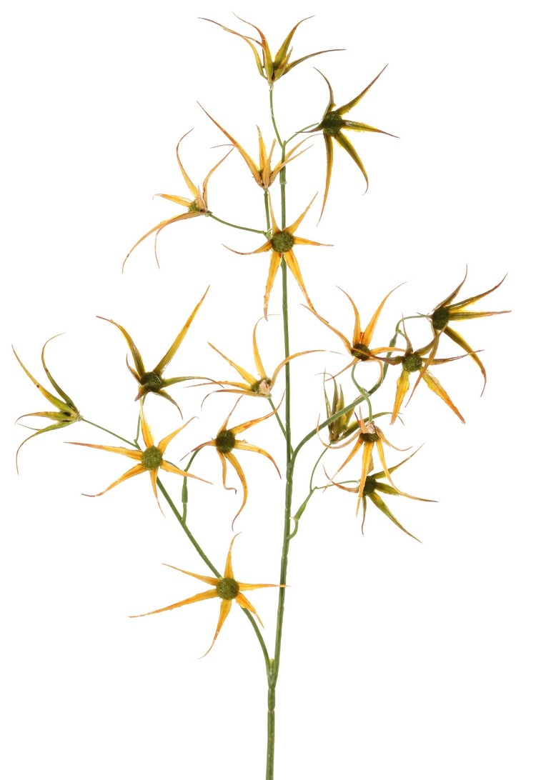 Blumenzweig 'Spider', 2x verzweigt mit 17 Blumen, 70 cm