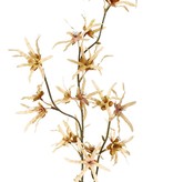 Hamamelis branch 'Earthy Garden', 22 flowers (XL 11x / L 11x), 80 cm