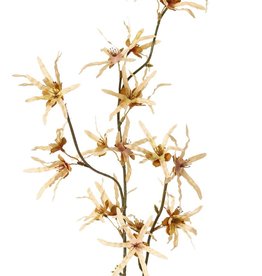 Hamameliszweig (Zaubernuß) 'Earthy Garden' 3x verzweigt mit 22 Blüten, (XL 11x / L 11x) 80 cm