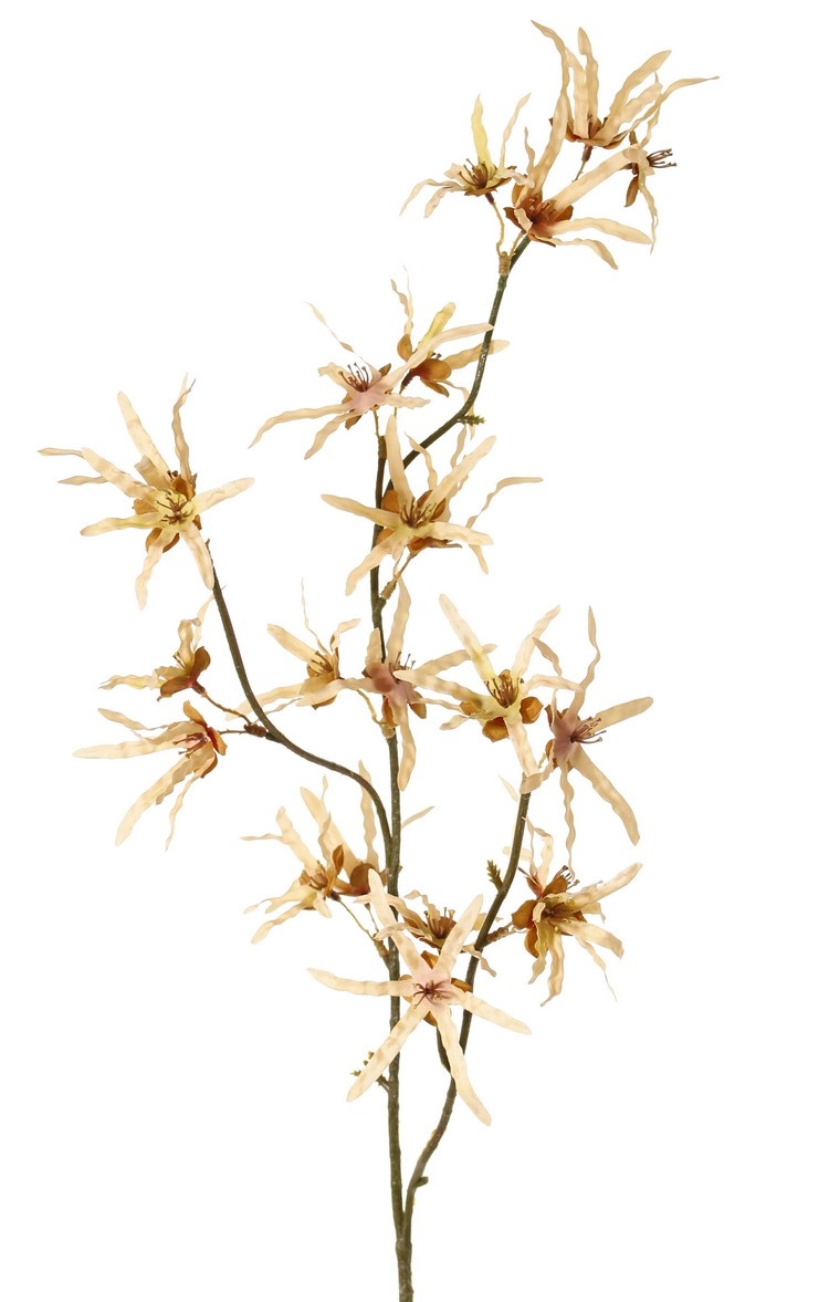 Hamamelis branch 'Earthy Garden', 22 flowers (XL 11x / L 11x), 80 cm