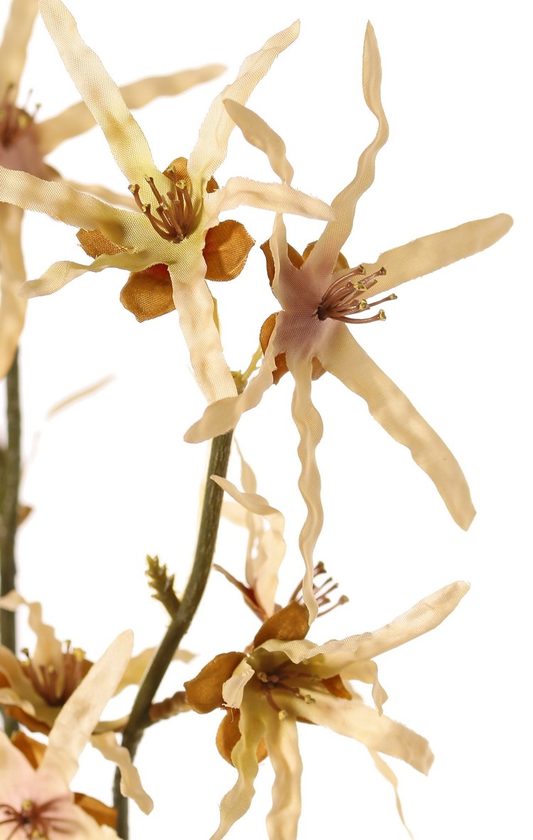 Hamamelistak (Toverhazelaar) 'Earthy Garden' 3x vertakt met 22 bloemen (XL 11x / L 11x) 80 cm