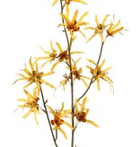 Rama Hamamelis 'Earthy Garden', 22 flores (XL 11x / L 11x), 80 cm