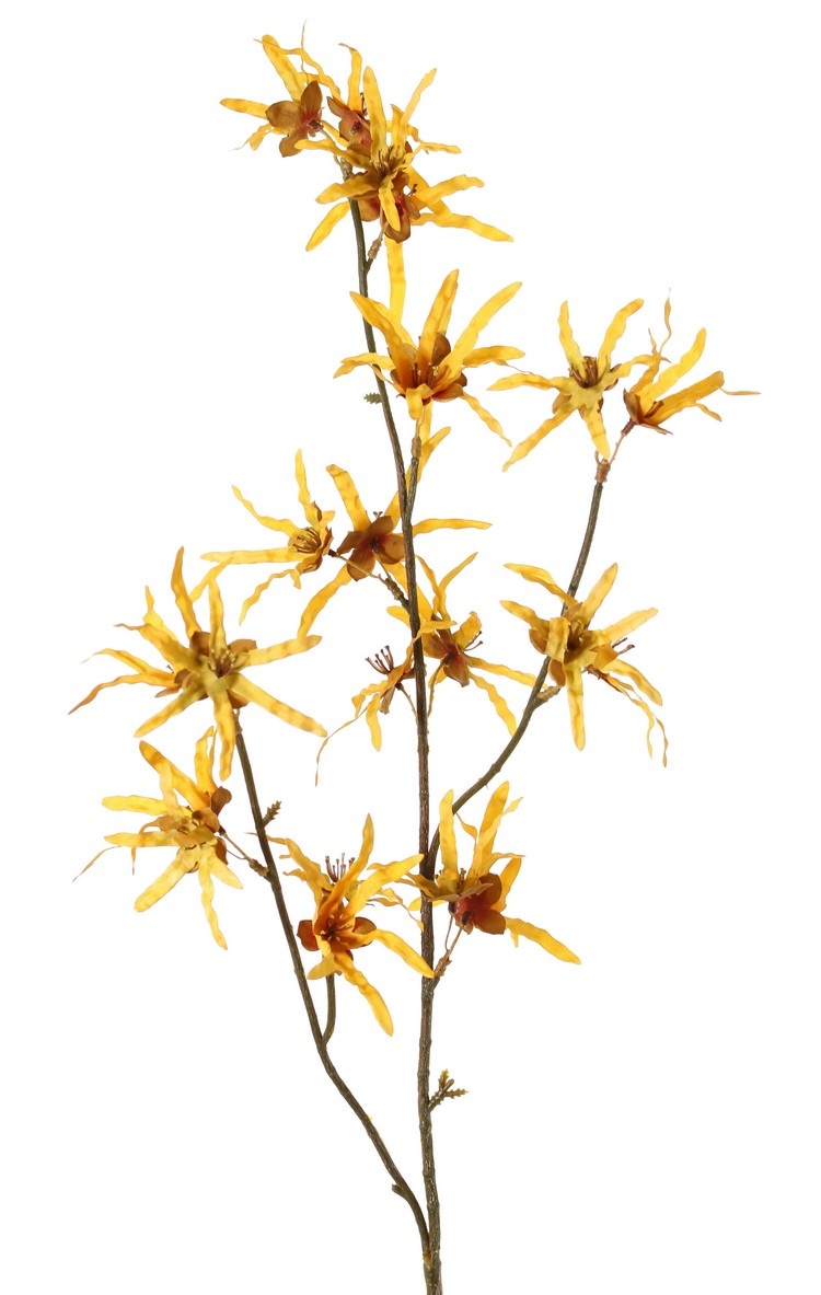 Rama Hamamelis 'Earthy Garden', 22 flores (XL 11x / L 11x), 80 cm