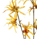 Hamamelistak (Toverhazelaar) 'Earthy Garden' 3x vertakt met 22 bloemen (XL 11x / L 11x) 80 cm