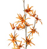 Hamamelis branch 'Earthy Garden', 22 flowers (XL 11x / L 11x), 80 cm