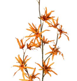 Hamamelis branch 'Earthy Garden', 22 flowers (XL 11x / L 11x), 80 cm