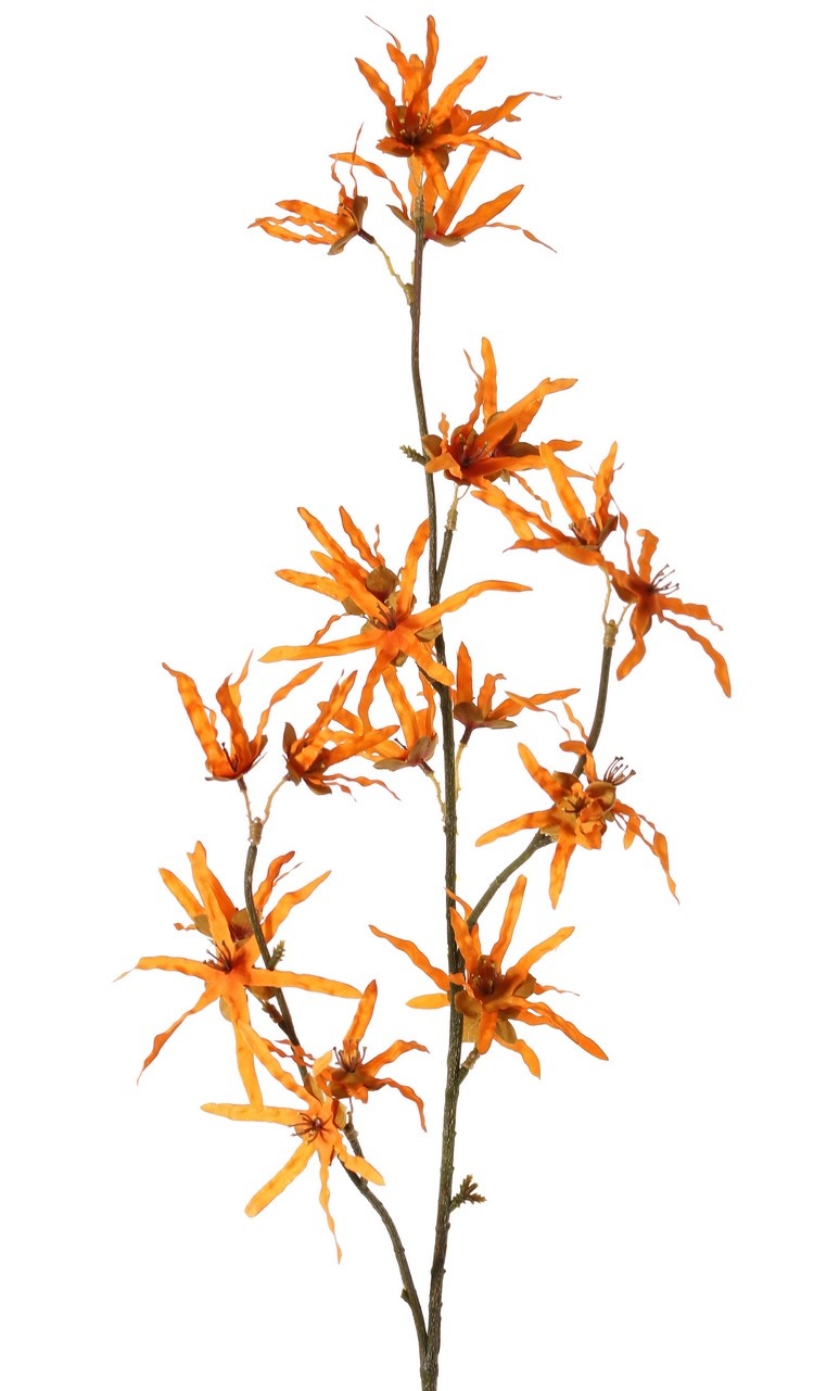 Hamamelis branch 'Earthy Garden', 22 flowers (XL 11x / L 11x), 80 cm