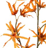 Hamamelis branch 'Earthy Garden', 22 flowers (XL 11x / L 11x), 80 cm