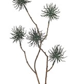 Allium wild mini 'Earthy Garden' 4x ramificado con 5 flores (Ø 5 cm), 68 cm