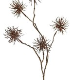 Allium wild mini 'Earthy Garden' 4x branched with 5 flowers (Ø 5 cm), 68 cm