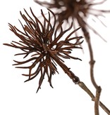 Allium wild mini 'Earthy Garden' 4x vertakt met 5 bloemen (Ø 5 cm), 68 cm