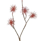 Allium wild mini 'Earthy Garden' 4x ramificado con 5 flores (Ø 5 cm), 68 cm