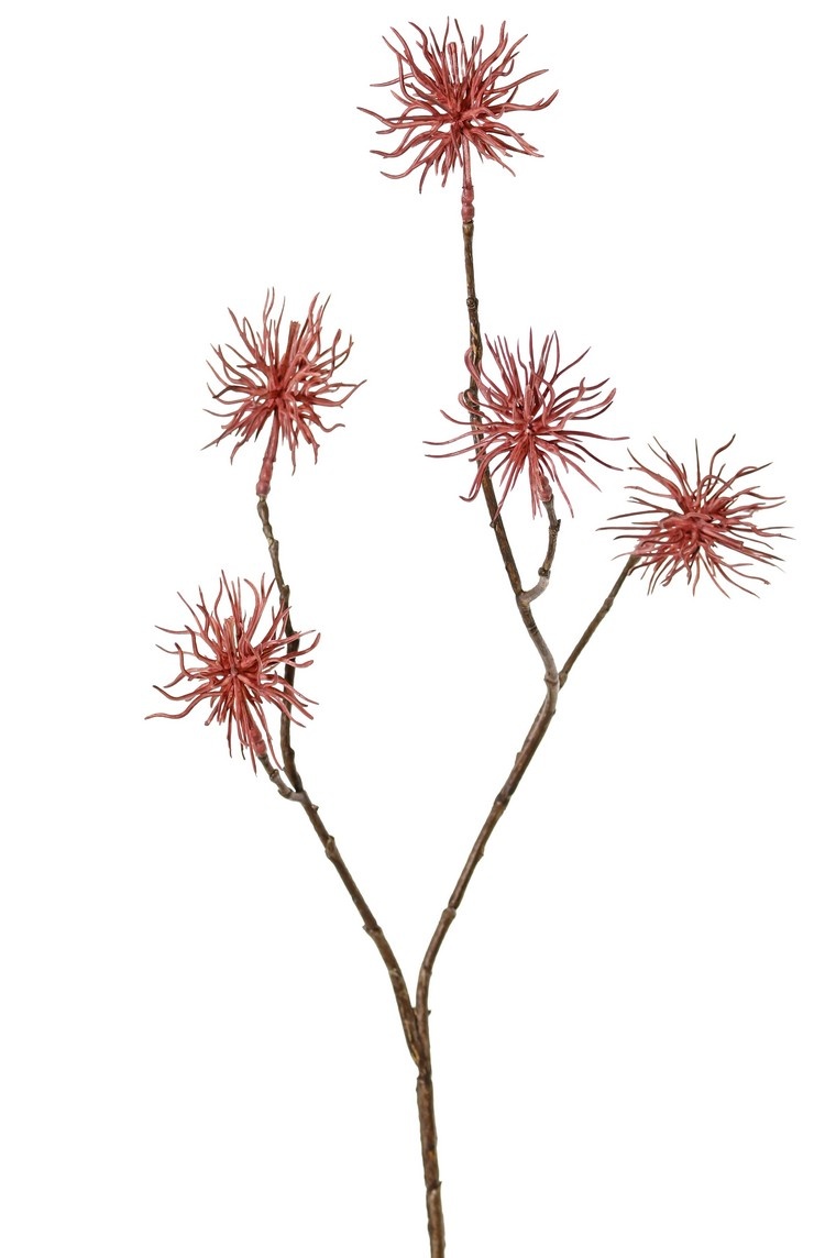 Allium wild mini 'Earthy Garden' 4x vertakt met 5 bloemen (Ø 5 cm), 68 cm