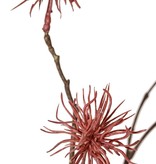 Allium wild mini 'Earthy Garden' 4x ramificado con 5 flores (Ø 5 cm), 68 cm