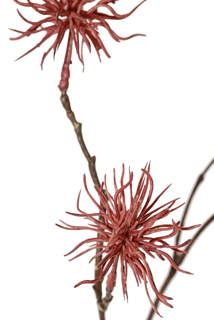Allium wild mini 'Earthy Garden' 4-fach verzweigt mit 5 Blüten (Ø 5 cm), 68 cm