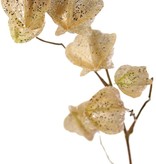 Physalis branch (gooseberry / goldenberry) 'Earthy Garden' with 11 calyx (4x XL/ 4x M / 3x S) with glitter, 80 cm