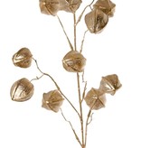 Physalis branch, with 12 calyx, (8x XL /4x L) 90 cm