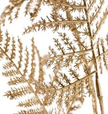 Asparagus branch 'Winter Glow' medium, with 7 leaves, 86 cm