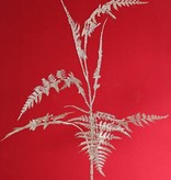 Asparagus branch 'Winter Glow' medium, with 7 leaves, 86 cm