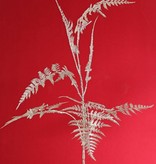 Spargelzweig (Asparagus) 'Winter Glow' medium, mit 7 Blattwedeln, 86 cm