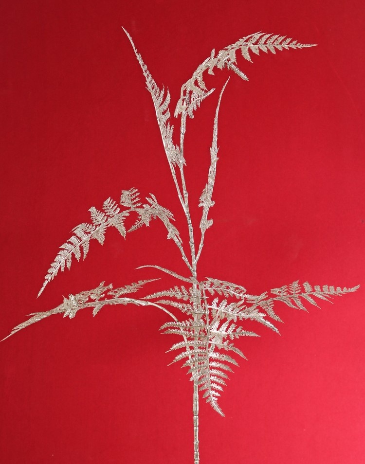 Spargelzweig (Asparagus) 'Winter Glow' medium, mit 7 Blattwedeln, 86 cm