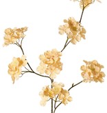Hydrangea (Hortensia) 'Earthy Garden' 3x vertakt met 7 bloementoeven (Ø 9 cm), 80 cm