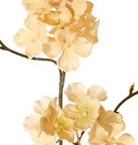 Hydrangea (Hortensia) 'Earthy Garden' 3x vertakt met 7 bloementoeven (Ø 9 cm), 80 cm