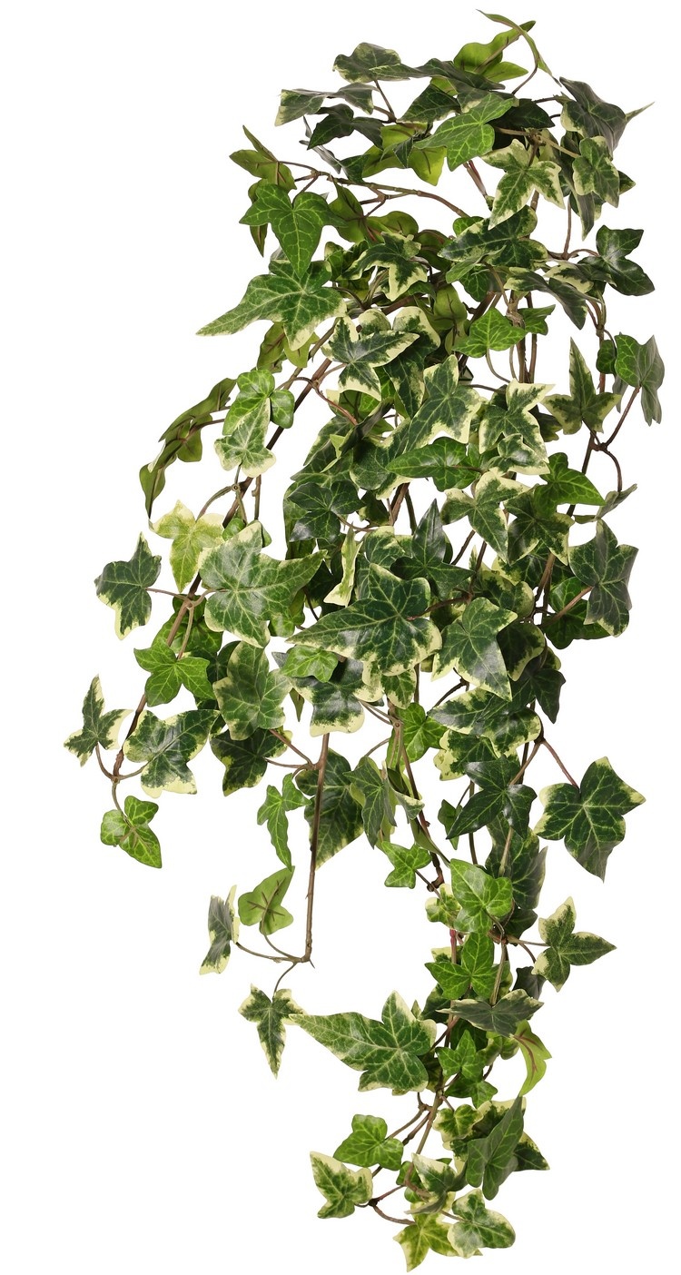 Hedera / Efeu helix telecurl, 13x verzweigt, 164 Blätter, schwer entflammbar, 75 cm