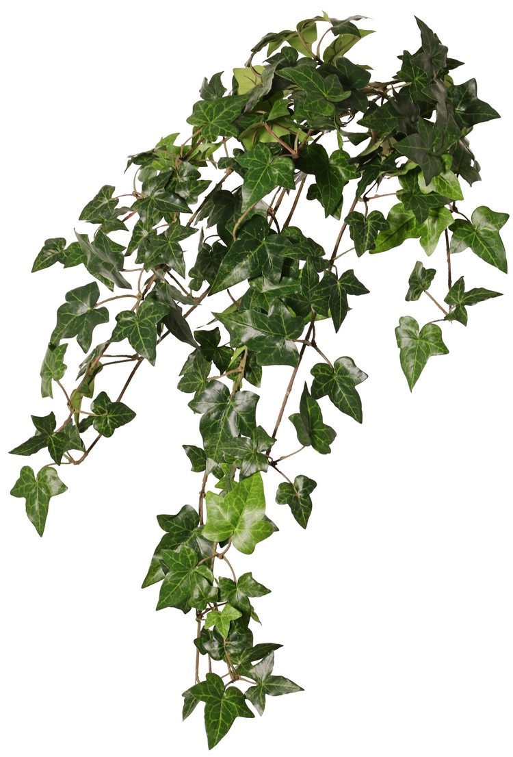 Hedera / Efeu helix telecurl, 13x verzweigt, 164 Blätter, schwer entflammbar, 75 cm