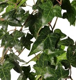 Hedera / Efeu helix telecurl, 13x verzweigt, 164 Blätter, schwer entflammbar, 75 cm