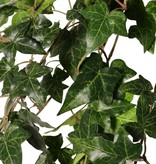 Hedera helix telecurl, 13x ramificada, 164 hojas, ignífuga, 75 cm