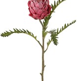 Protea (sugarbushes), h. 10 cm, Ø 8 cm with 5 leaves, 63 cm
