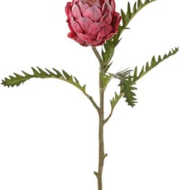Protea (Suikerbos), 1 licht geflockte bloem ( H. 10 cm, Ø 8 cm) met 5 bladeren, 63 cm