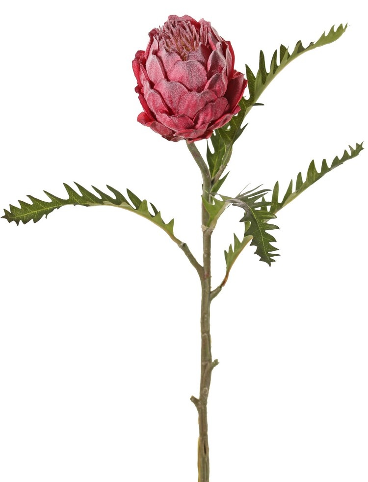 Protea (Suikerbos), 1 licht geflockte bloem ( H. 10 cm, Ø 8 cm) met 5 bladeren, 63 cm