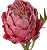 Protea (Zuckerbüsche), H. 10 cm, Ø 8 cm mit 5 Blättern, 63 cm