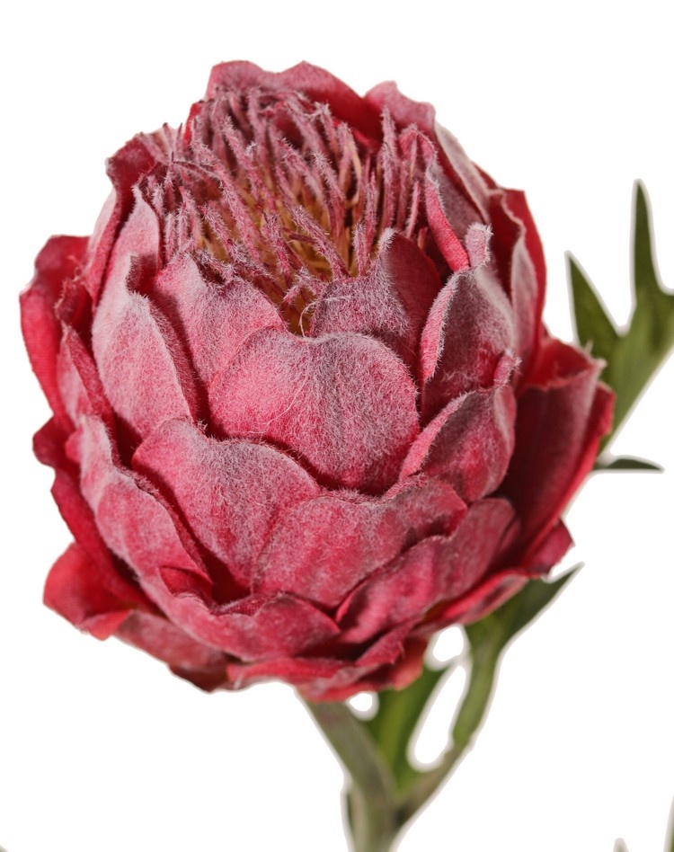 Protea (Zuckerbüsche), H. 10 cm, Ø 8 cm mit 5 Blättern, 63 cm