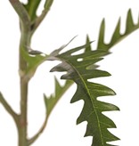 Protea (Zuckerbüsche), H. 10 cm, Ø 8 cm mit 5 Blättern, 63 cm