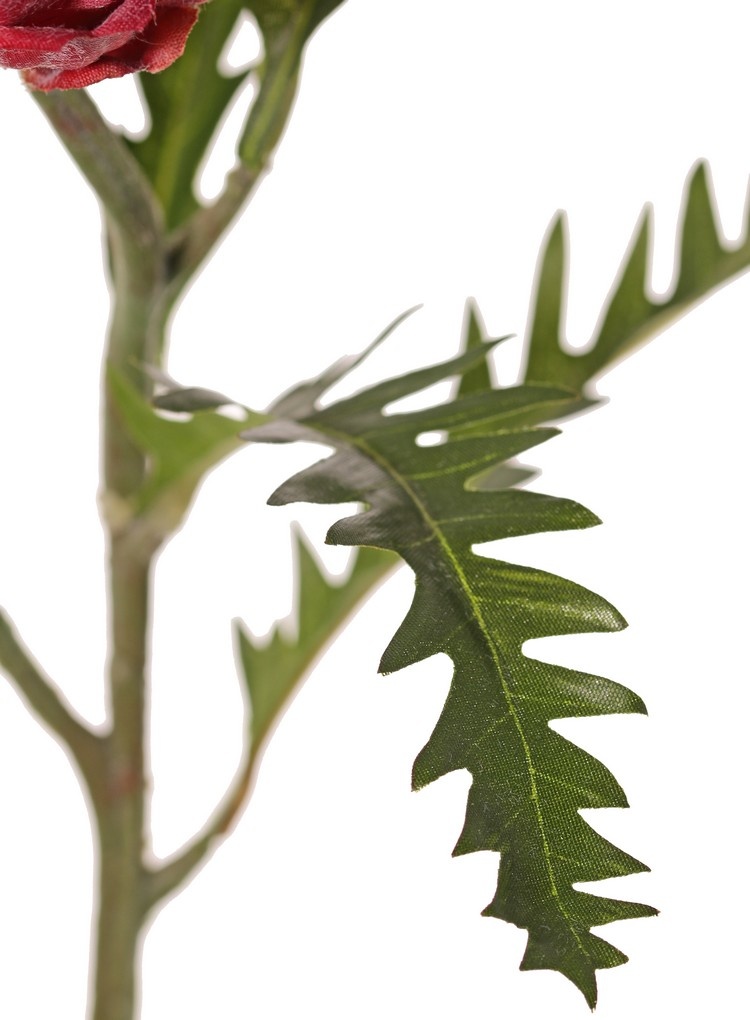 Protea (Zuckerbüsche), H. 10 cm, Ø 8 cm mit 5 Blättern, 63 cm