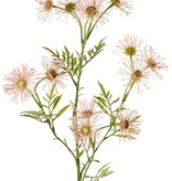 Margerite (Leucanthemum) 'Old Court Variety', 5x vezweigt, 15 Blüten (Ø 6 cm) & 9 Blattsets, 70 cm