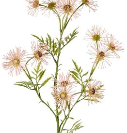 Oxeye daisy, margueriete (Leucanthemum) 'Old Court Variety', 5x branched, 15 flowers ( 6 cm) & 9 sets of leaves, 70 cm