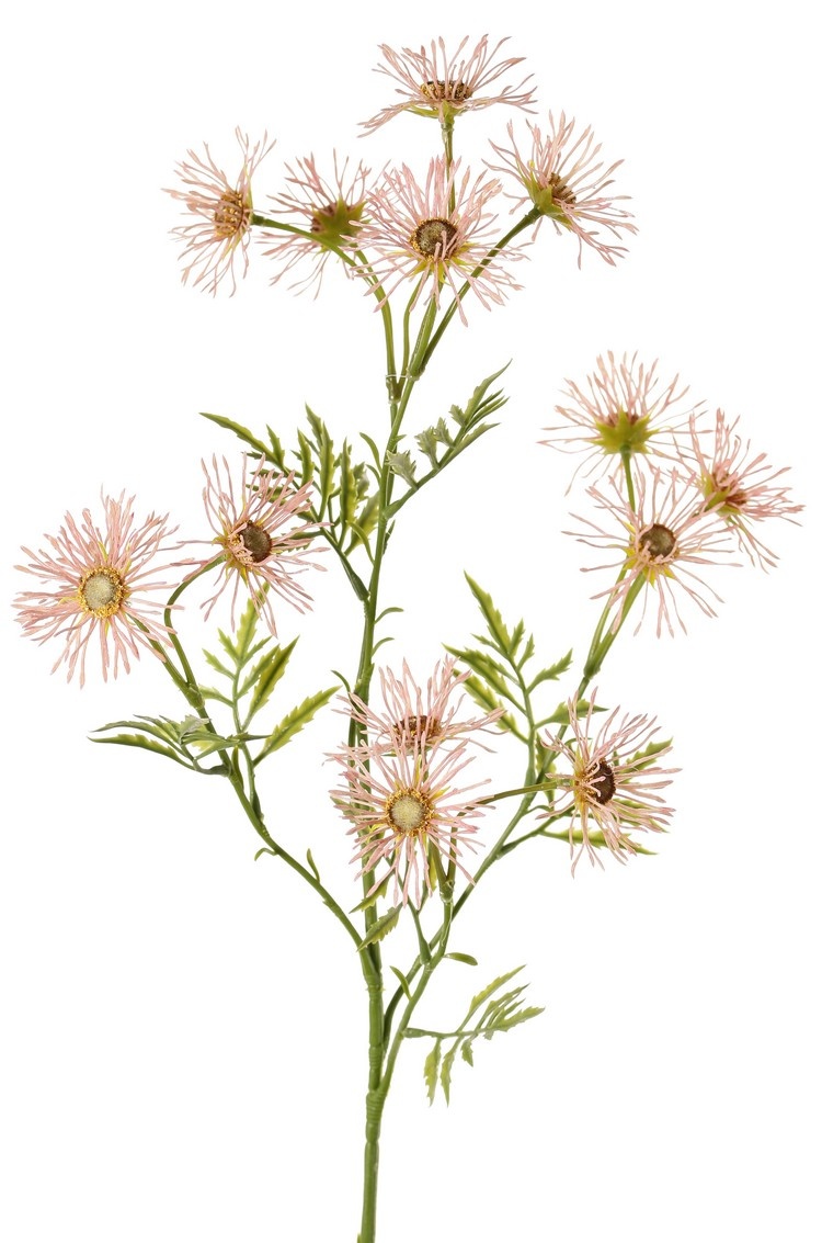 Margerite (Leucanthemum) 'Old Court Variety', 5x vezweigt, 15 Blüten (Ø 6 cm) & 9 Blattsets, 70 cm