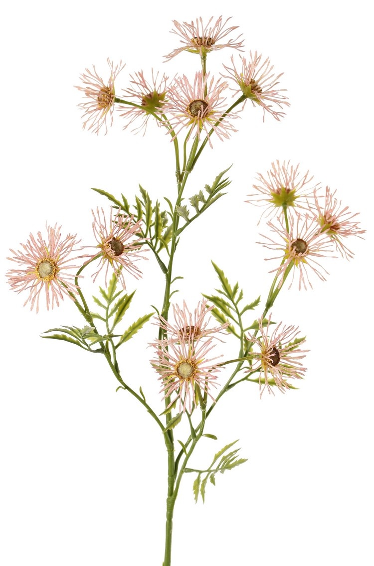 Oxeye daisy, margueriete (Leucanthemum) 'Old Court Variety', 5x branched, 15 flowers (Ø 6 cm) & 9 sets of leaves, 70 cm