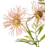 Margerite (Leucanthemum) 'Old Court Variety', 5x vezweigt, 15 Blüten (Ø 6 cm) & 9 Blattsets, 70 cm